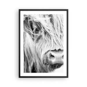 Póster en marco negro - Un retrato en blanco y negro en primer plano de una vaca de las Tierras Altas de Escocia. - 50x70cm - La naturaleza escocesa - Decoración de pared moderna para salón y dormitorio ARTTOR