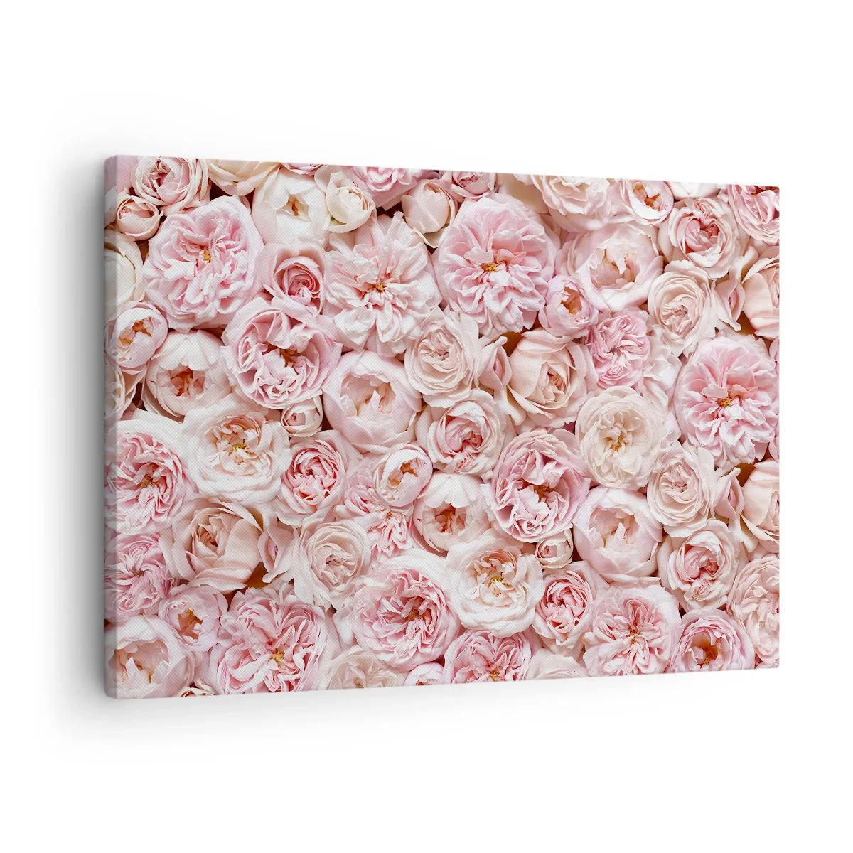 Cuadro sobre lienzo - Impresión de Imagen - Delicadas rosas en tonos rosa por toda la superficie. - 70x50cm - Salpicado de rosas - Decoración de pared moderna para salón y dormitorio ARTTOR