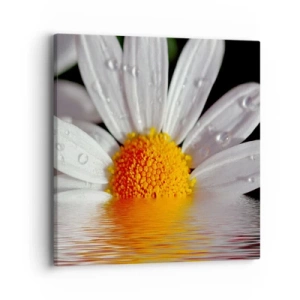 Cuadro sobre lienzo - Impresión de Imagen - El sol naciente de una margarita - 40x40 cm