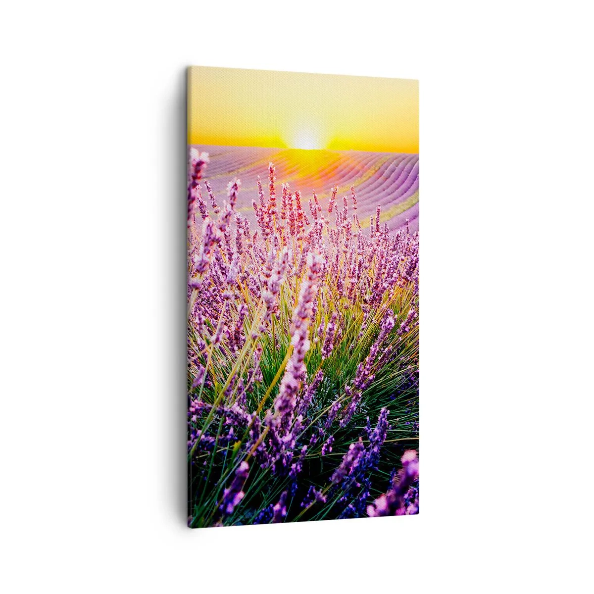 Cuadro sobre lienzo - Impresión de Imagen - Pradera fragante - 45x80 cm