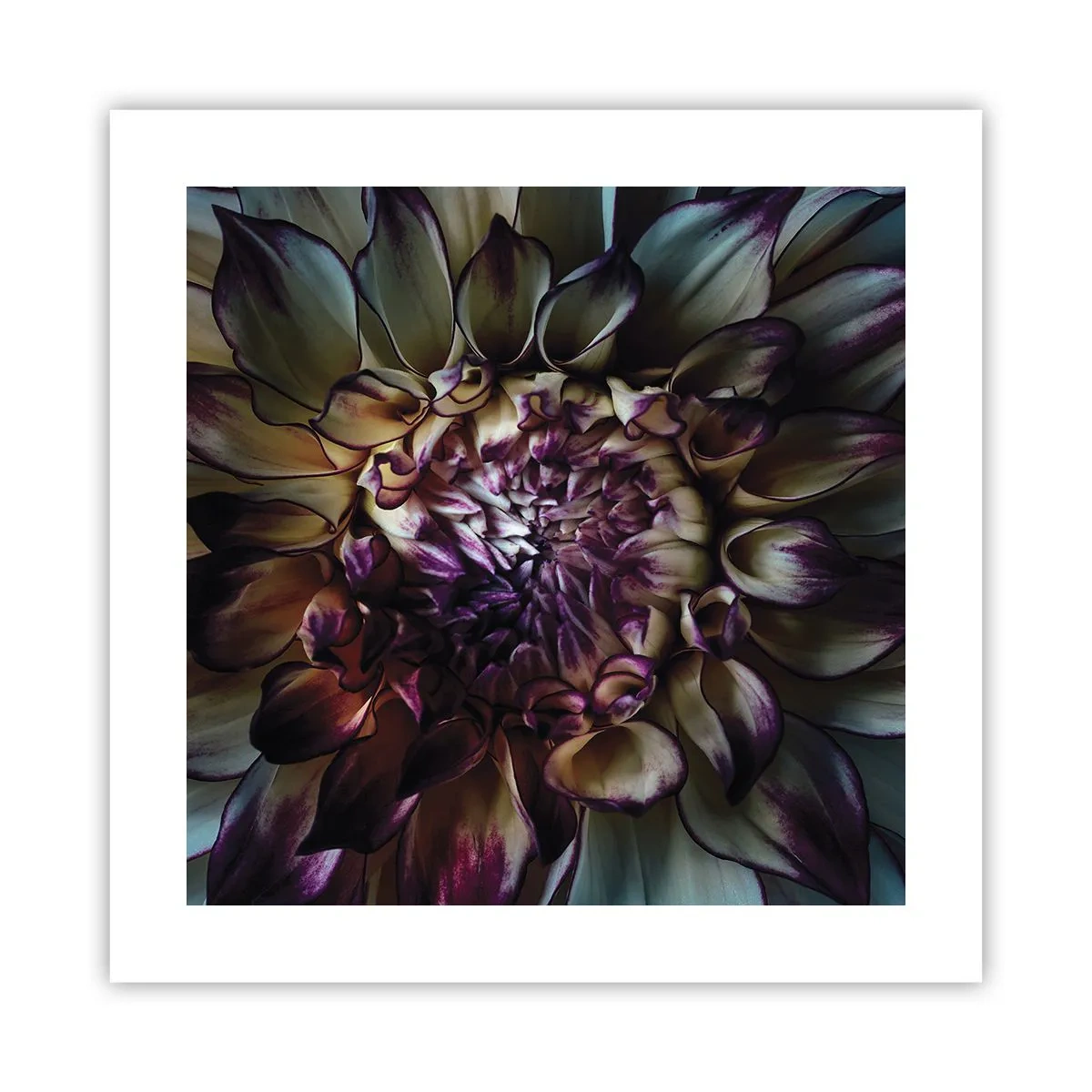 Póster - El florecimiento de la hermosura - 40x40 cm