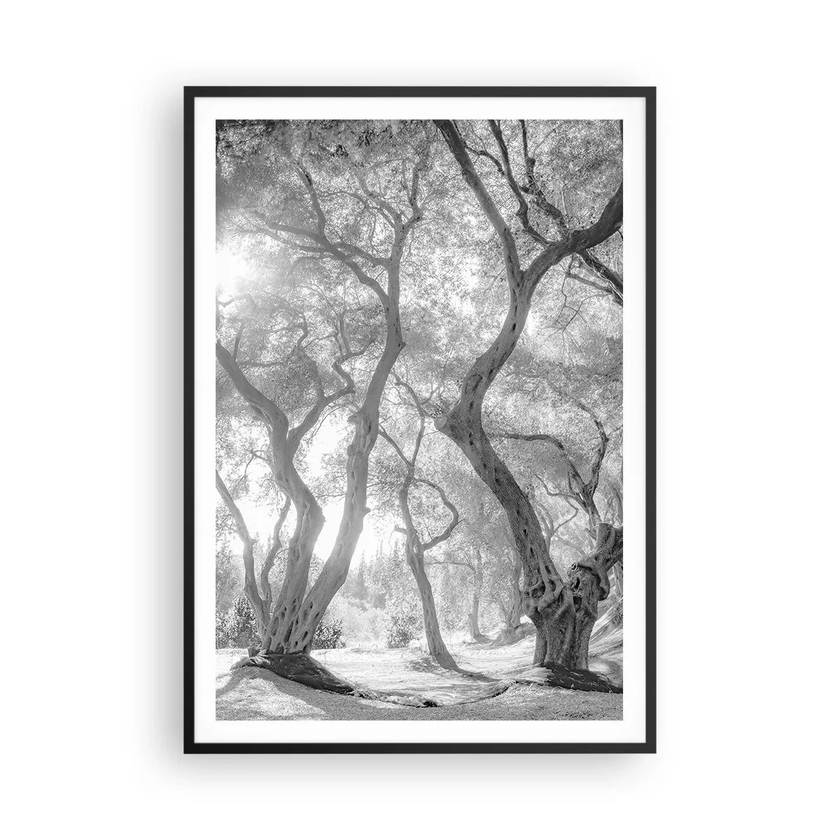Póster en marco negro - En un olivar - 70x100 cm
