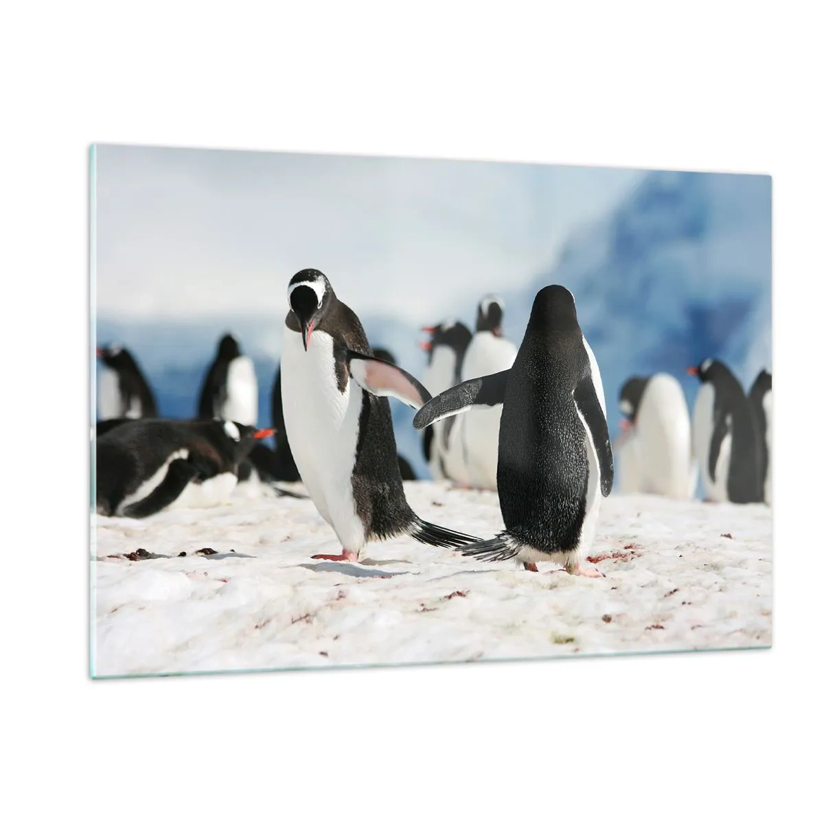Cuadro sobre vidrio - Impresiones sobre Vidrio - Pingüinos en la nieve en un paisaje polar. - 120x80cm - Bailando en la nieve - Decoración de pared moderna para salón y dormitorio ARTTOR