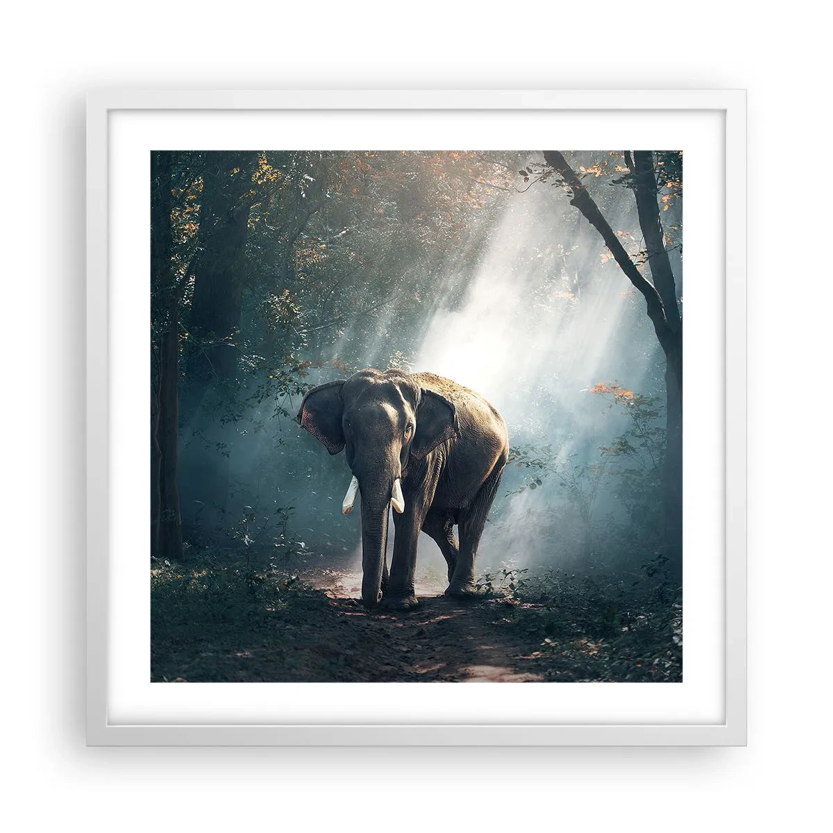 Póster en marco blanco - Un paseo tranquilo - 50x50 cm