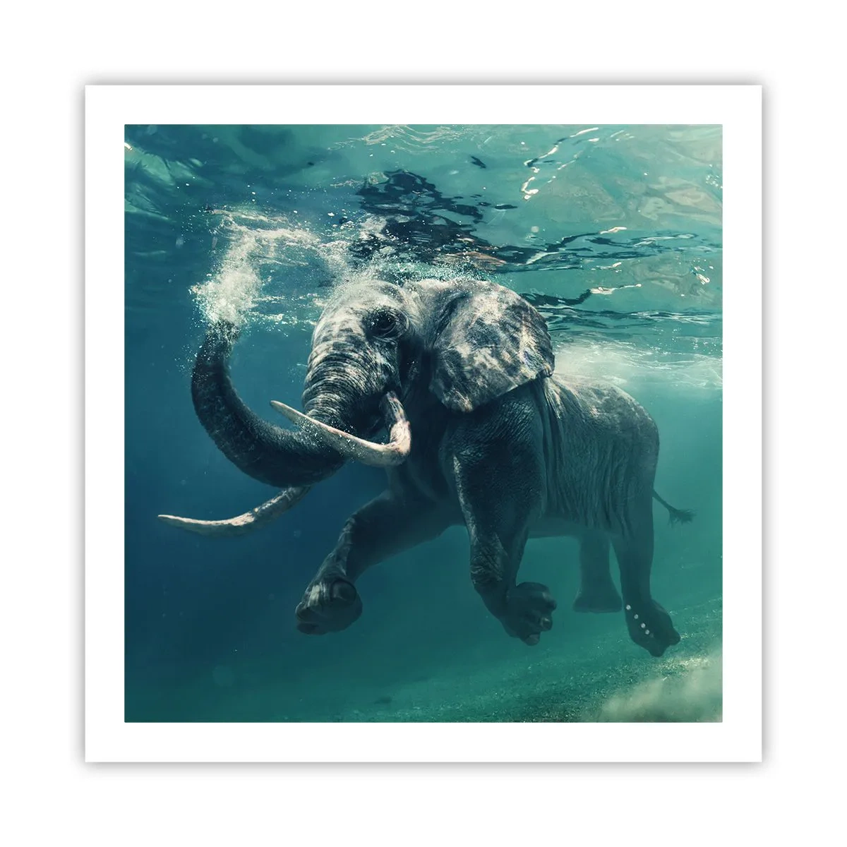 Póster - A todos nos gusta nadar - 60x60 cm
