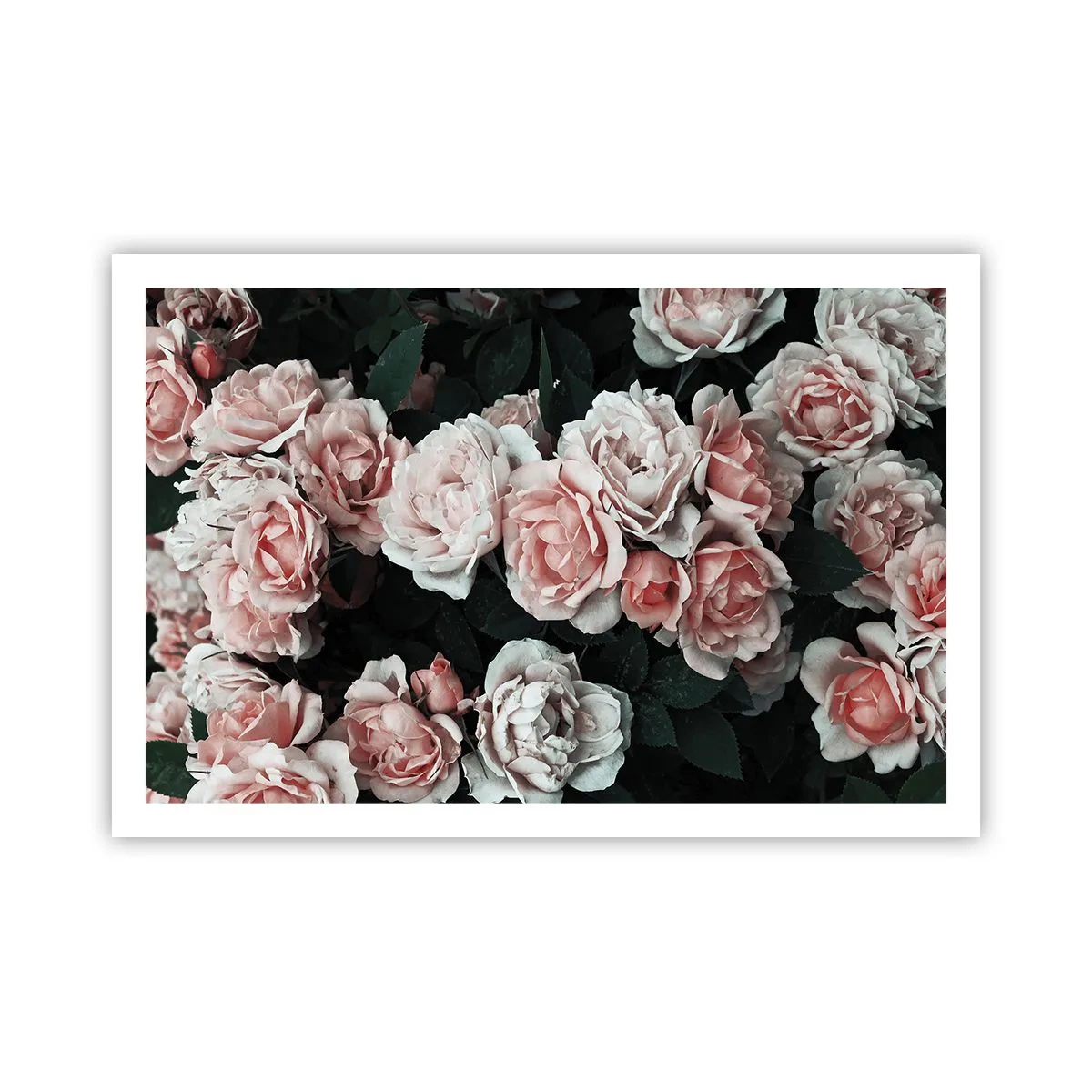 Póster - Conjunto de rosas - 91x61 cm
