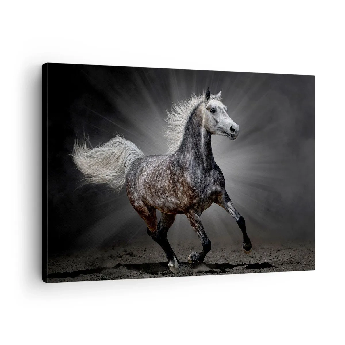 Cuadro sobre lienzo - Impresión de Imagen - Un caballo blanco galopando sobre un fondo oscuro. - 70x50cm - El gris es hermoso - Decoración de pared moderna para salón y dormitorio ARTTOR