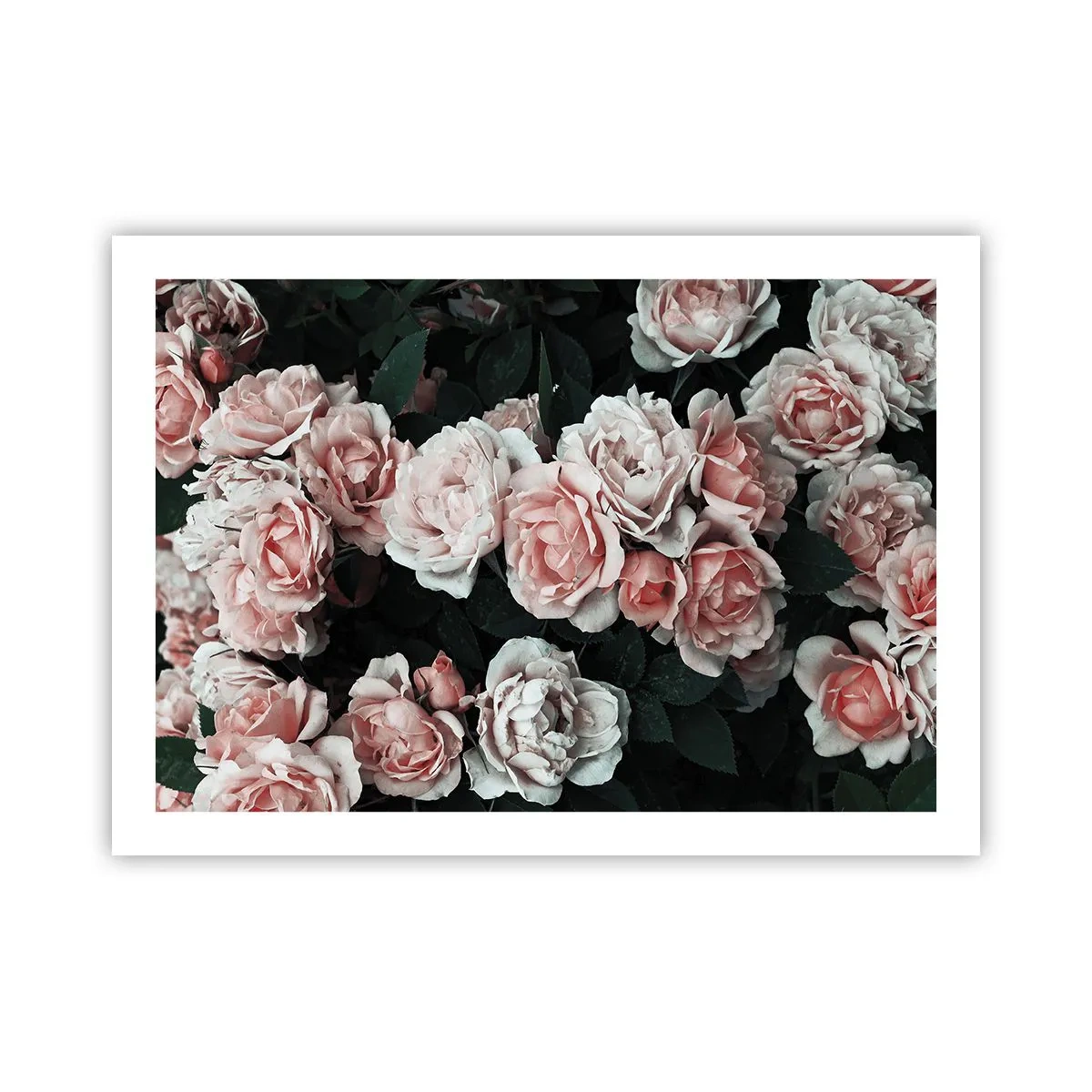 Póster - Conjunto de rosas - 70x50 cm
