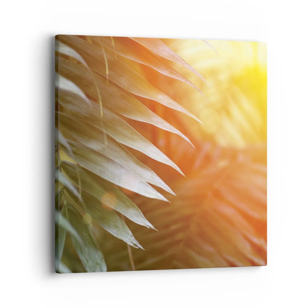 Cuadro sobre lienzo - Impresión de Imagen - Mañana en la selva - 40x40 cm