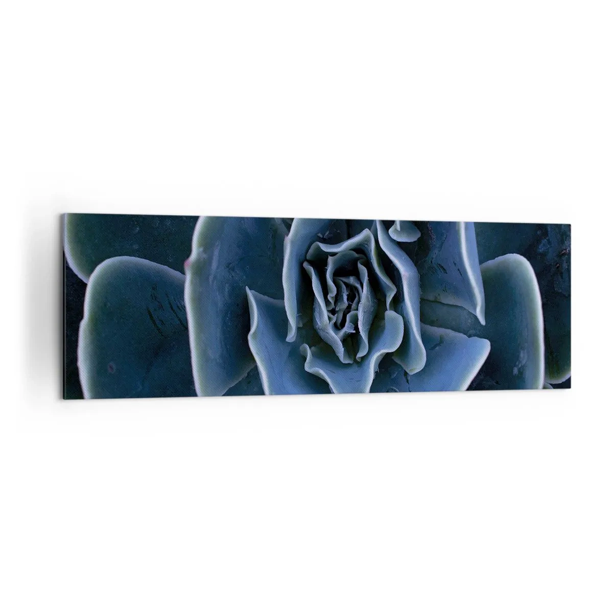 Cuadro sobre lienzo - Impresión de Imagen - Primer plano de una roseta suculenta verde - 160x50cm - Flor del desierto - Decoración de pared moderna para salón y dormitorio ARTTOR