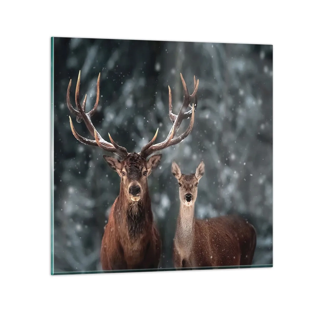 Cuadro sobre vidrio - Impresiones sobre Vidrio - El señor y la señora del bosque - 40x40 cm