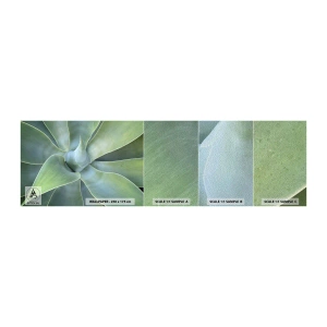 Muestra de fotomural Premium Sand - El nacimiento del verde - Suculento, Agave, Botánica - 100x30 cm