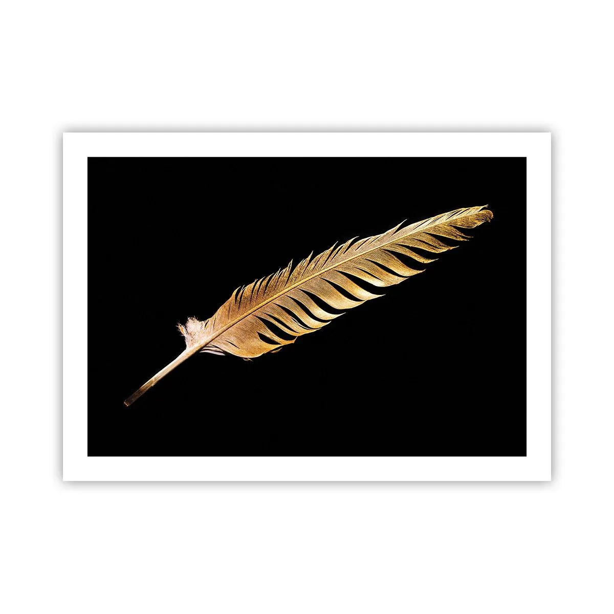 Póster - Pluma de alta calidad - 70x50 cm