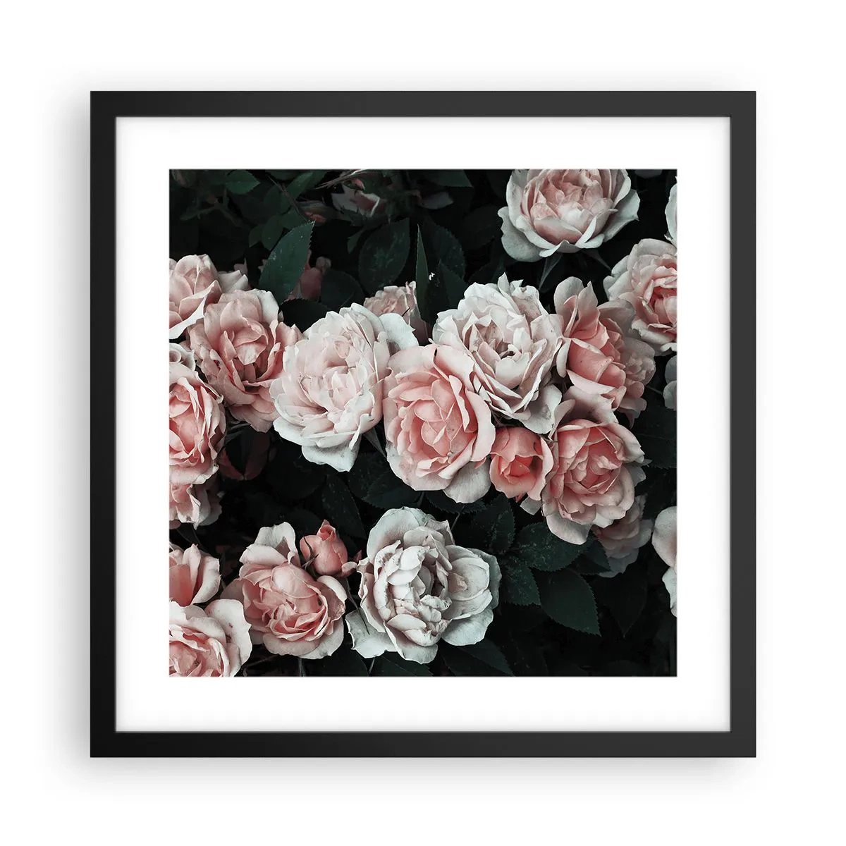 Póster en marco negro - Conjunto de rosas - 40x40 cm