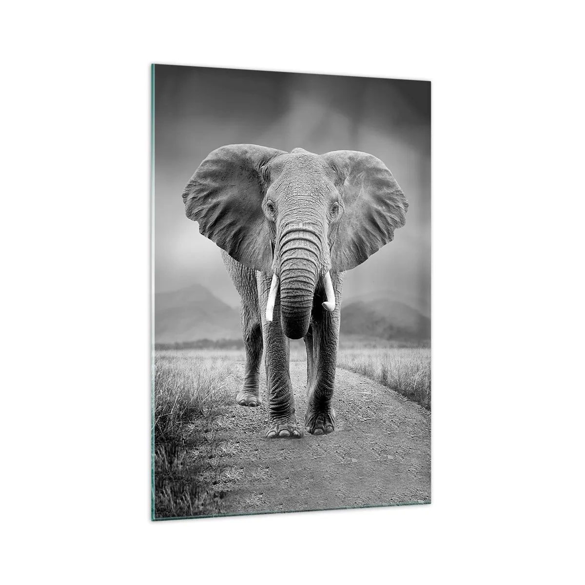 Cuadro sobre vidrio - Impresiones sobre Vidrio - Un poderoso elefante en la sabana en tonos monocromáticos. - 70x100cm - El anfitrión da la bienvenida - Decoración de pared moderna para salón y dormitorio ARTTOR