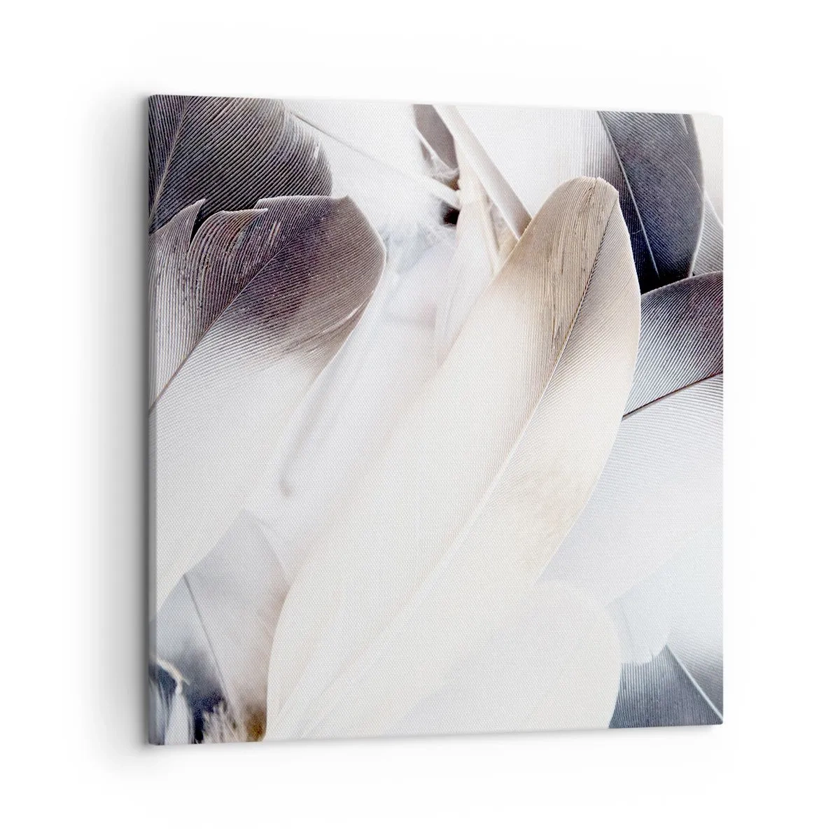 Cuadro sobre lienzo - Impresión de Imagen - Casi angelical - 50x50 cm