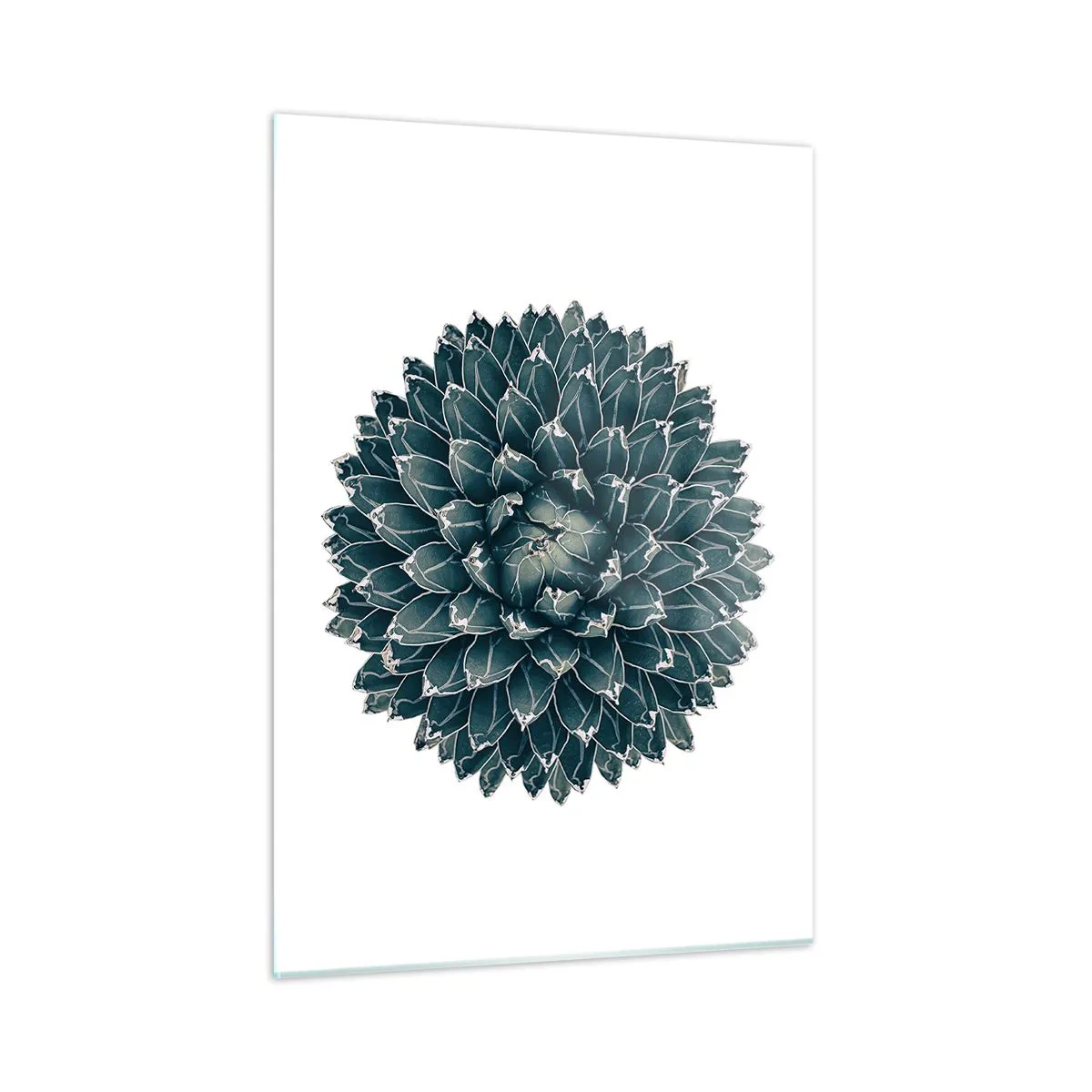 Cuadro sobre vidrio - Impresiones sobre Vidrio - Patrón simétrico de planta suculenta sobre fondo blanco. - 50x70cm - Estrella del desierto - Decoración de pared moderna para salón y dormitorio ARTTOR