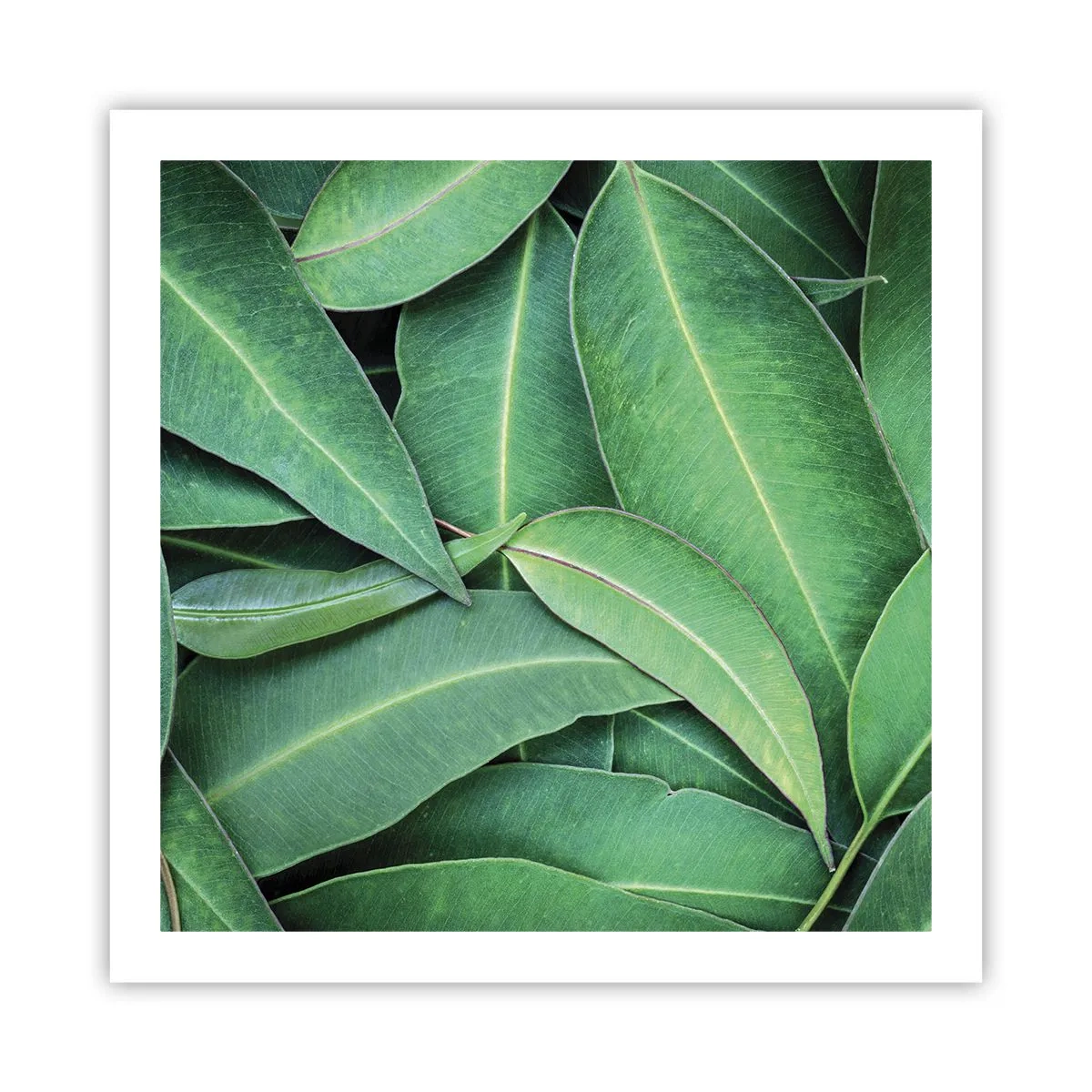 Póster - Jugosidad y frescura - 60x60 cm