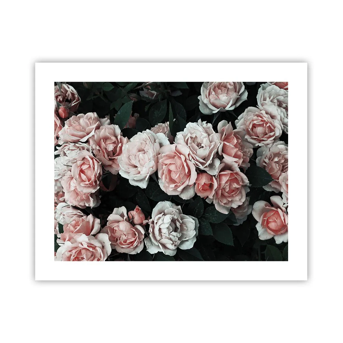Póster - Conjunto de rosas - 50x40 cm
