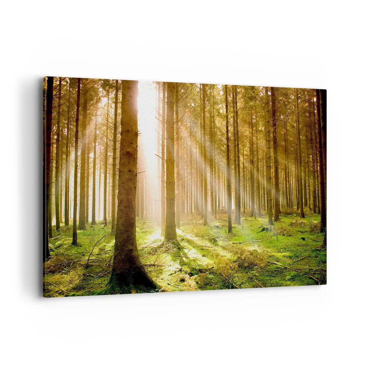 Cuadro sobre lienzo - Impresión de Imagen - Bosque de coníferas con rayos de sol brillando a través de los árboles. - 120x80cm - Los elfos se aproximan - Decoración de pared moderna para salón y dormitorio ARTTOR