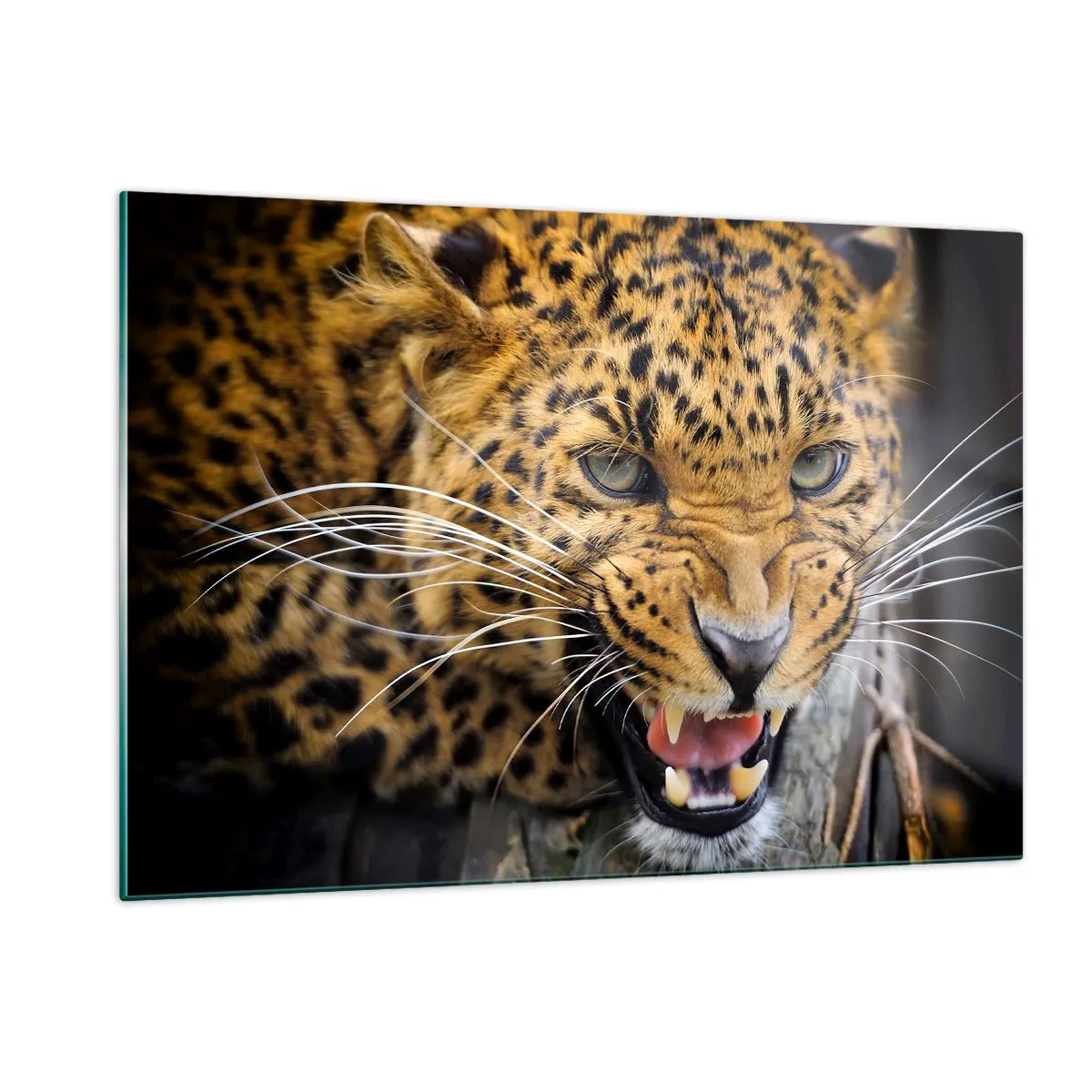Cuadro sobre vidrio - Impresiones sobre Vidrio - Primer plano de un leopardo agresivo con detalles claros. - 120x80cm - ¡Atrás, te lo advierto! - Decoración de pared moderna para salón y dormitorio ARTTOR