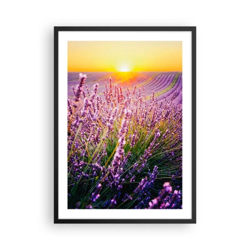 Póster en marco negro - Un campo de lavanda iluminado por los rayos del sol poniente. - 50x70cm - Pradera fragante - Decoración de pared moderna para salón y dormitorio ARTTOR