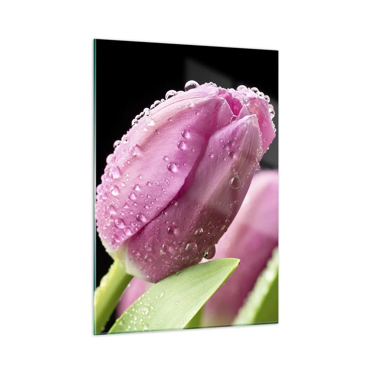 Cuadro sobre vidrio - Impresiones sobre Vidrio - Tulipanes rosados cubiertos de gotas de rocío sobre un fondo negro. - 50x70cm - Un sueño de lilas en el rocío - Decoración de pared moderna para salón y dormitorio ARTTOR