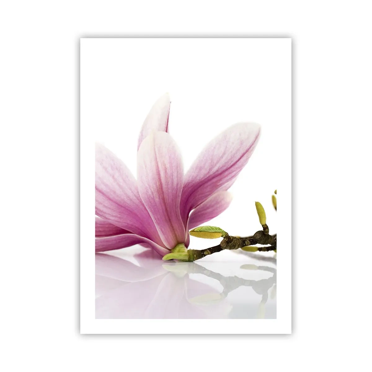 Póster - Flor de magnolia rosa en una rama con fondo blanco. - 50x70cm - Suave como un soplo de primavera - Decoración de pared moderna para salón y dormitorio ARTTOR