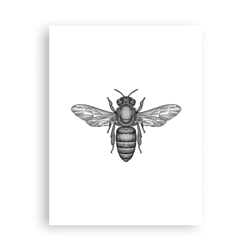 Póster - Retrato de insecto - 30x40 cm