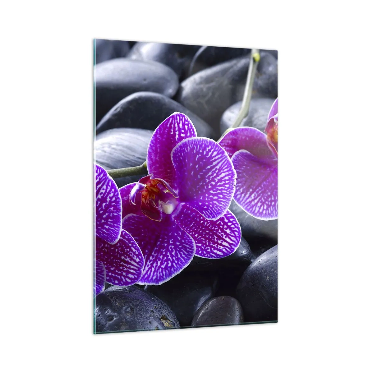 Cuadro sobre vidrio - Impresiones sobre Vidrio - Orquídeas moradas sobre un fondo de piedras lisas. - 50x70cm - Las piedras brillan con deleite - Decoración de pared moderna para salón y dormitorio ARTTOR