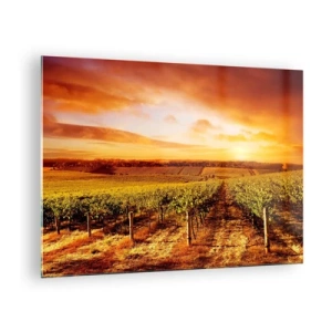 Cuadro sobre vidrio - Impresiones sobre Vidrio - Vides en un campo al atardecer - 70x50cm - Delicadamente afrutado con un toque de sol - Decoración de pared moderna para salón y dormitorio ARTTOR