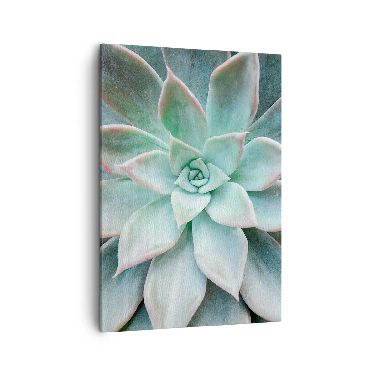 Cuadro sobre lienzo - Impresión de Imagen - Primer plano de una suculenta verde - 50x70cm - El corazón del desierto - Decoración de pared moderna para salón y dormitorio ARTTOR