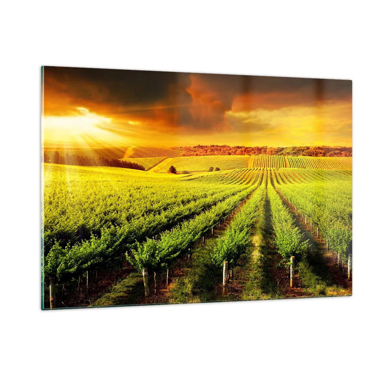 Cuadro sobre vidrio - Impresiones sobre Vidrio - Viñedo a la luz del sol poniente - 120x80cm - Bajo el sol de Australia - Decoración de pared moderna para salón y dormitorio ARTTOR