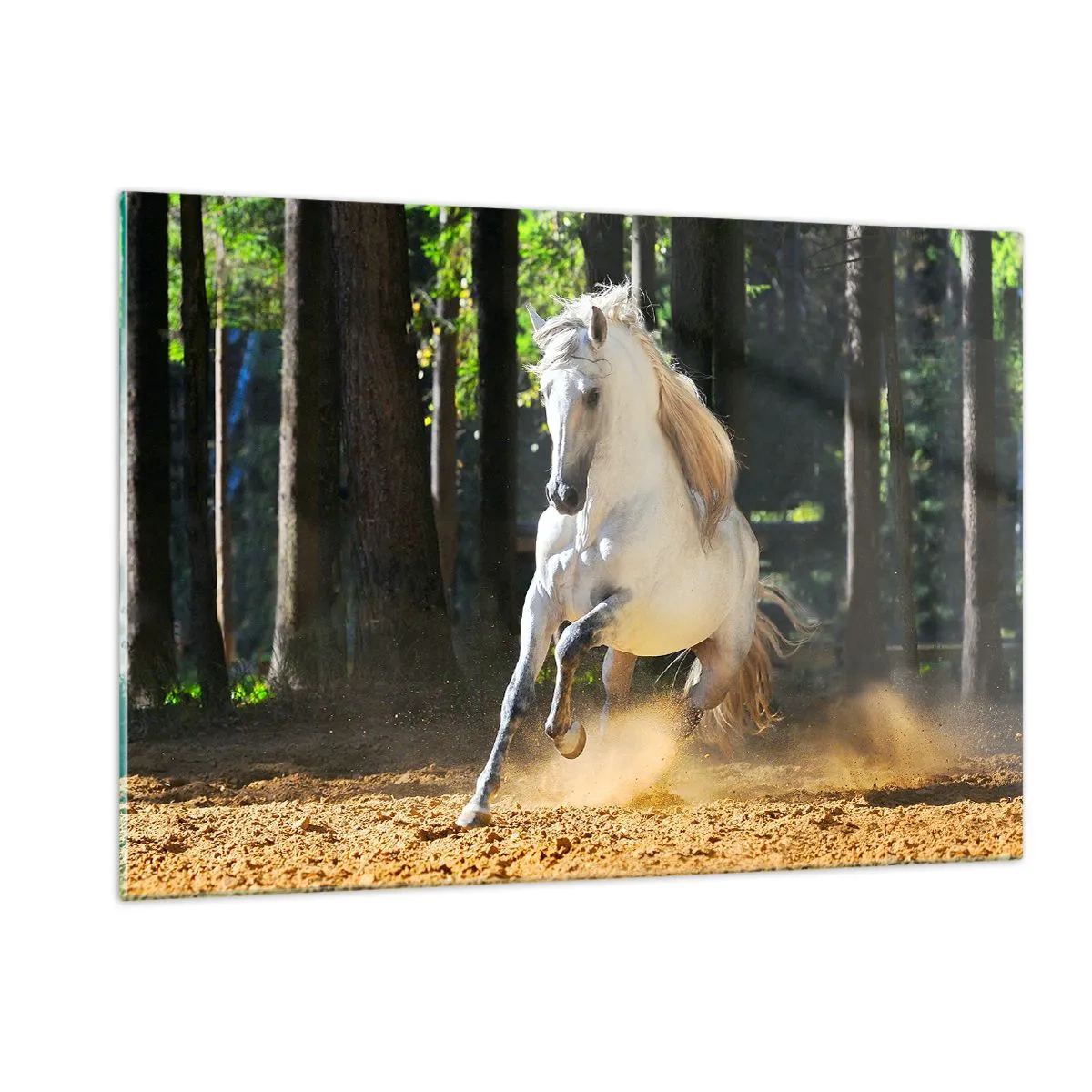 Cuadro sobre vidrio - Impresiones sobre Vidrio - Un caballo blanco galopa sobre terreno arenoso en el bosque. - 120x80cm - Como en una novela de fantasía - Decoración de pared moderna para salón y dormitorio ARTTOR