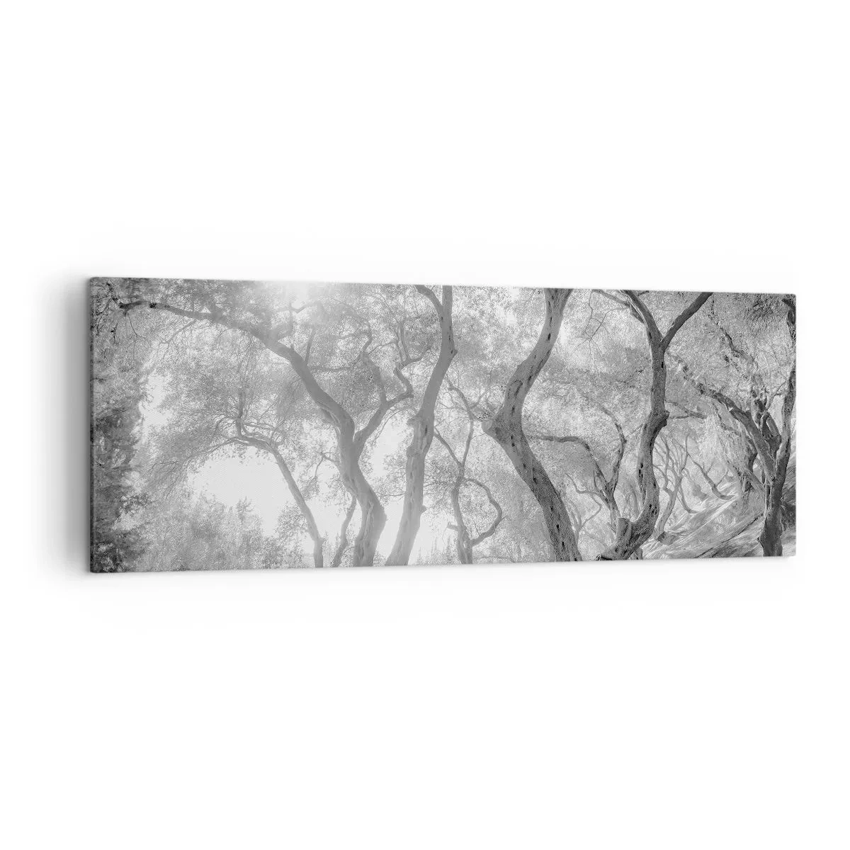 Cuadro sobre lienzo - Impresión de Imagen - Vista en blanco y negro de árboles en un olivar con rayos de sol. - 140x50cm - En un olivar - Decoración de pared moderna para salón y dormitorio ARTTOR