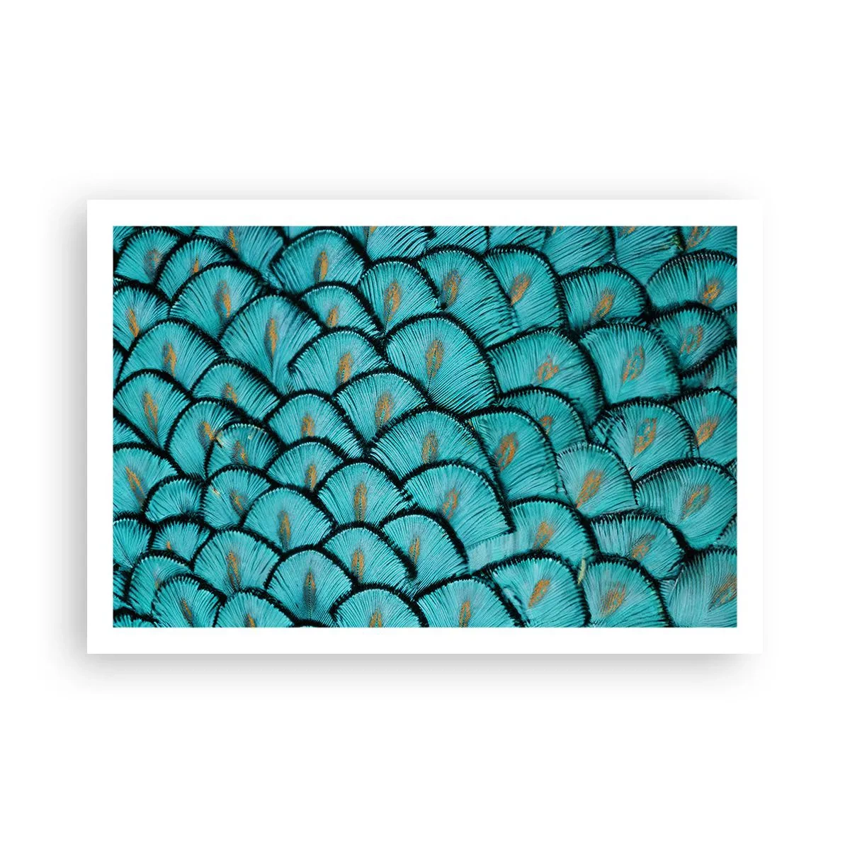 Póster - La gran gala de las plumas - 91x61 cm