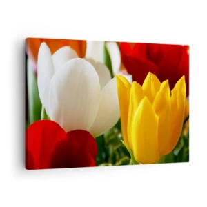 Cuadro sobre lienzo - Impresión de Imagen - Primer plano de tulipanes coloridos sobre un fondo primaveral - 70x50cm - Fiebre del tulipán - Decoración de pared moderna para salón y dormitorio ARTTOR