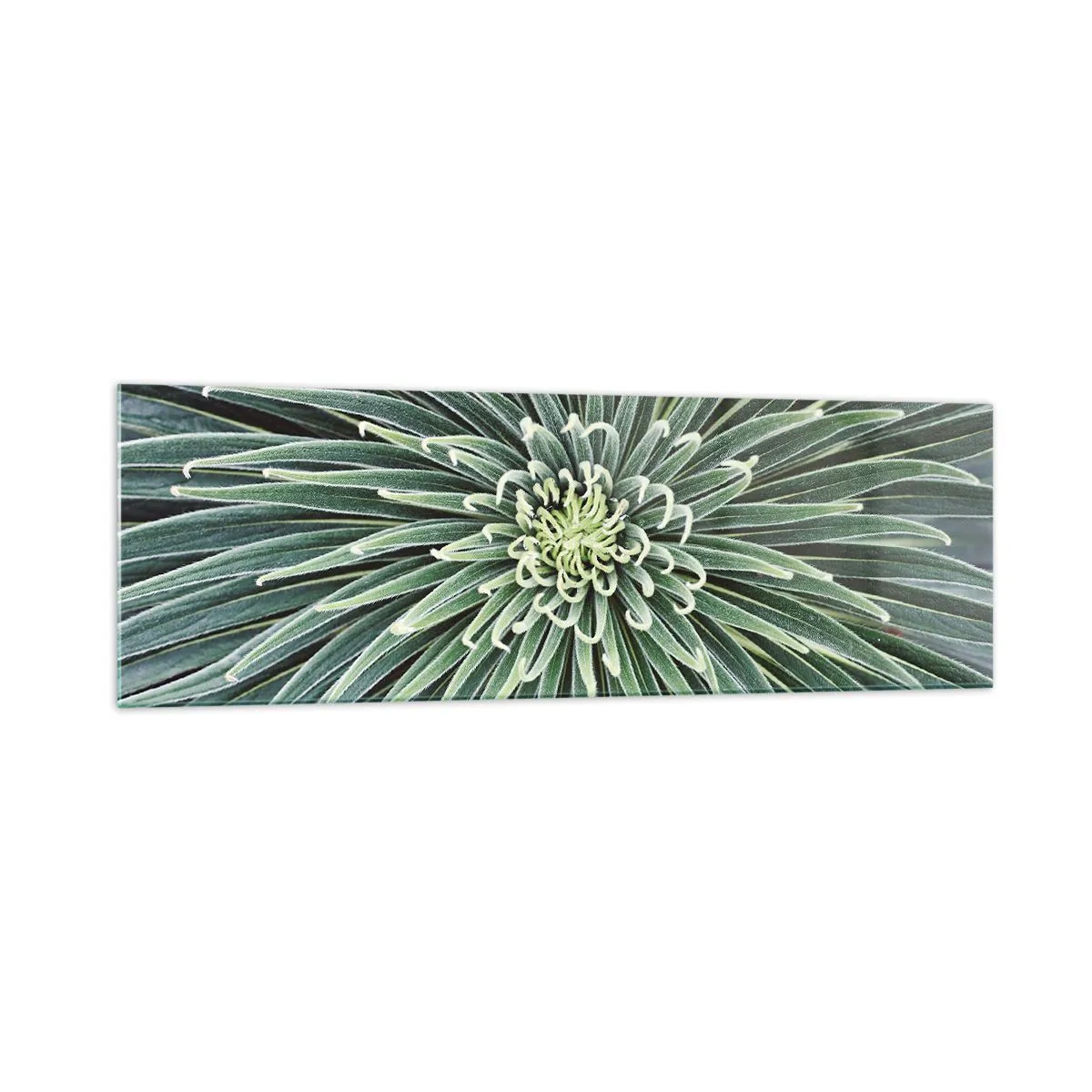 Cuadro sobre vidrio - Impresiones sobre Vidrio - Disposición simétrica de hojas verdes que se asemeja a una estrella. - 160x50cm - El nacimiento de una estrella - Decoración de pared moderna para salón y dormitorio ARTTOR