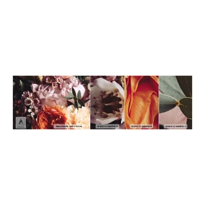 Muestra de fotomural Premium Sand - Belleza envolvente - flores, Ramo de flores, Rosa - 100x30 cm