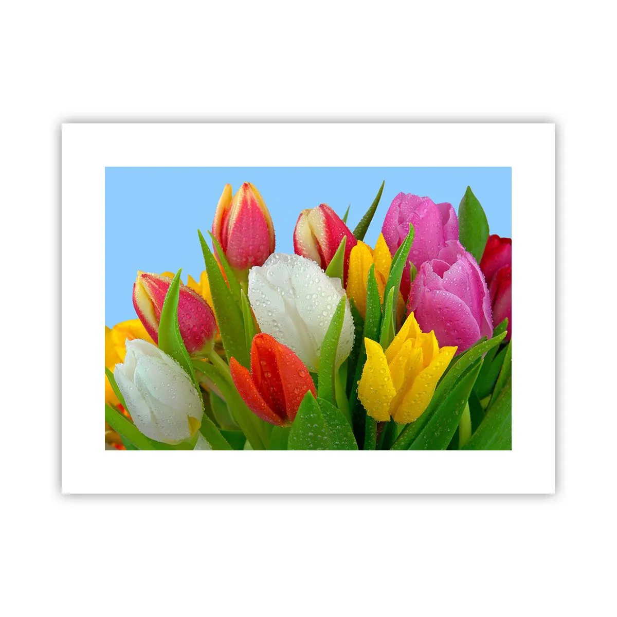 Póster - Arco iris floral en gotas de rocío - 40x30 cm