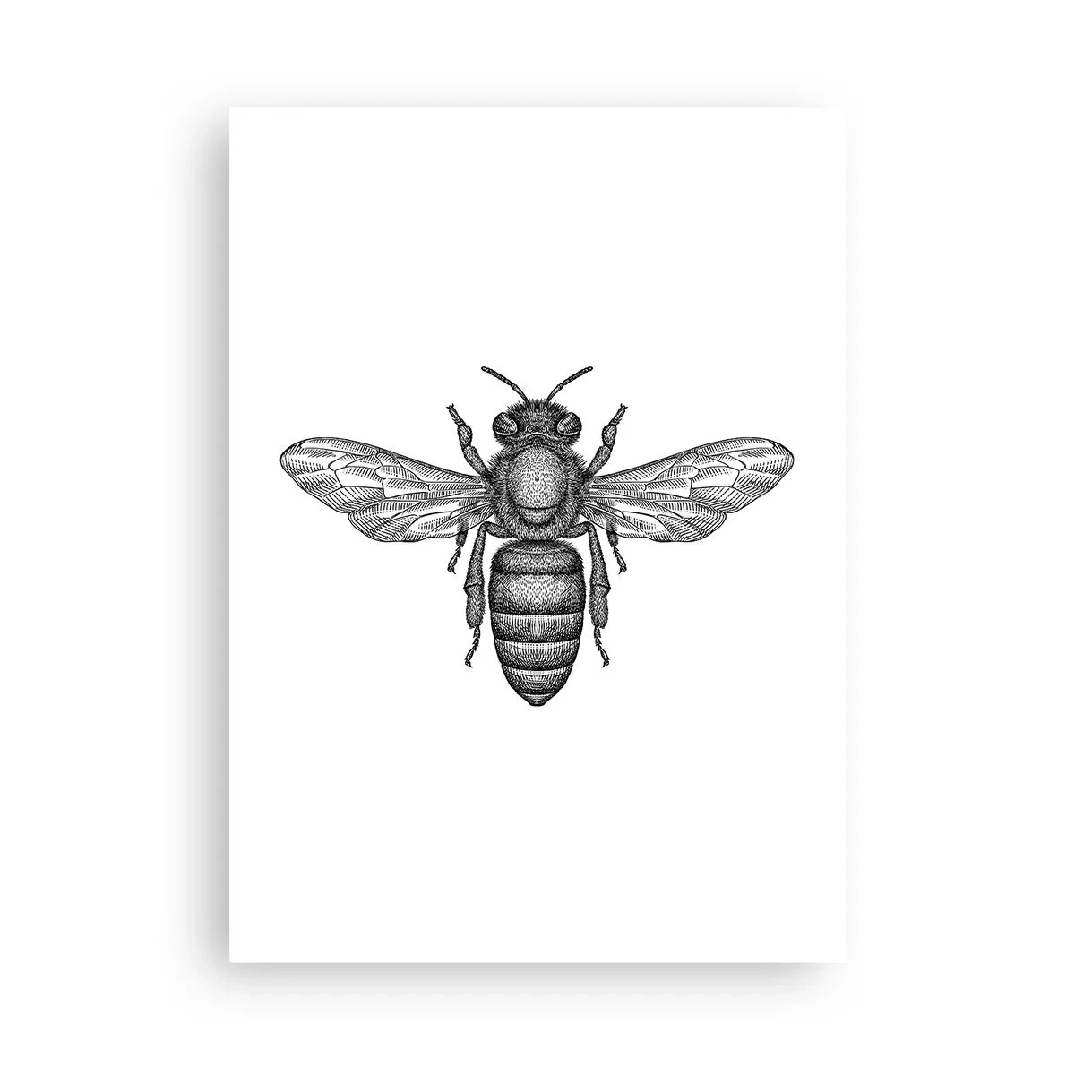 Póster - Ilustración precisa de una abeja sobre un fondo blanco. - 50x70cm - Retrato de insecto - Decoración de pared moderna para salón y dormitorio ARTTOR