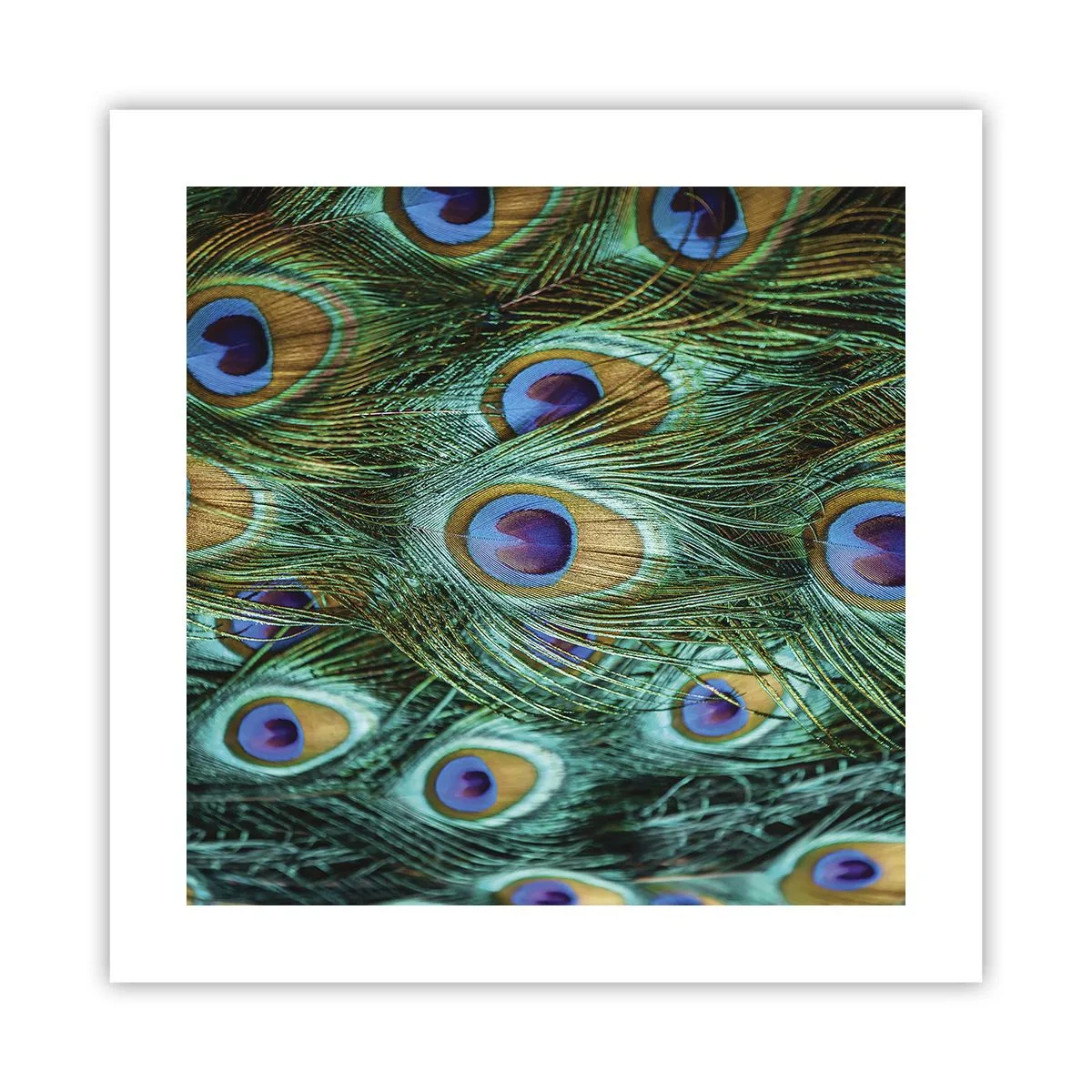 Póster - Mirada de pavo real - 40x40 cm
