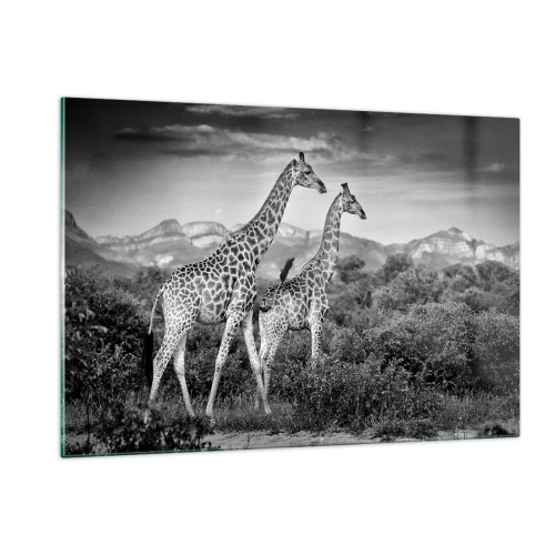 Cuadro sobre vidrio - Impresiones sobre Vidrio - Una fotografía en blanco y negro de dos jirafas en la sabana. - 120x80cm - La clase alta de África - Decoración de pared moderna para salón y dormitorio ARTTOR