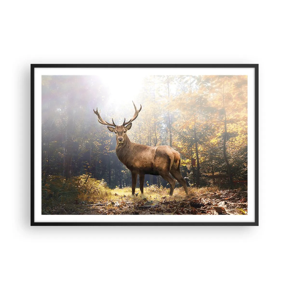 Póster en marco negro - Ciervos en el bosque otoñal con rayos de sol. - 100x70cm - Con toda la majestuosidad - Decoración de pared moderna para salón y dormitorio ARTTOR