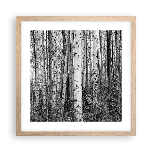 Póster en marco roble claro - Columnas de abedules - 40x40 cm