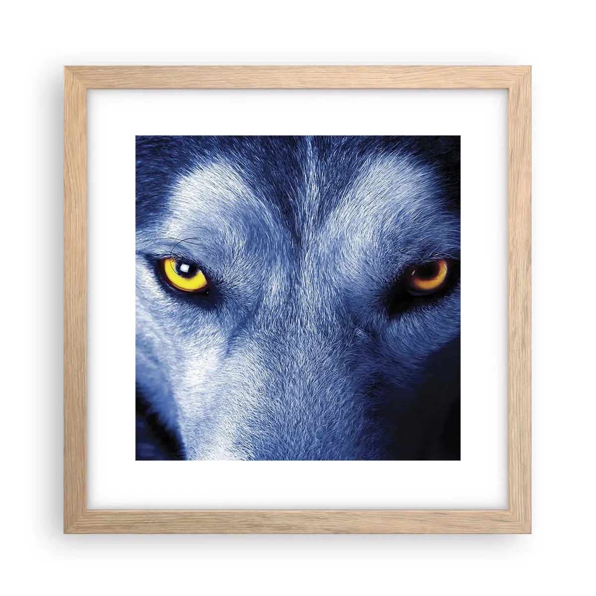 Póster en marco roble claro - La mirada hipnótica - 30x30 cm