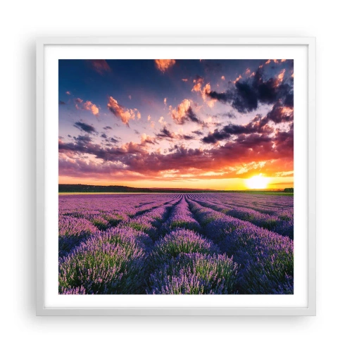 Póster en marco blanco - El mundo de la lavanda - 60x60 cm