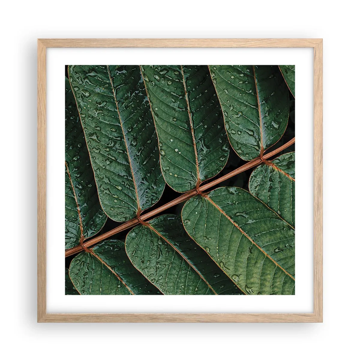 Póster en marco roble claro - En un ritmo verde - 50x50 cm