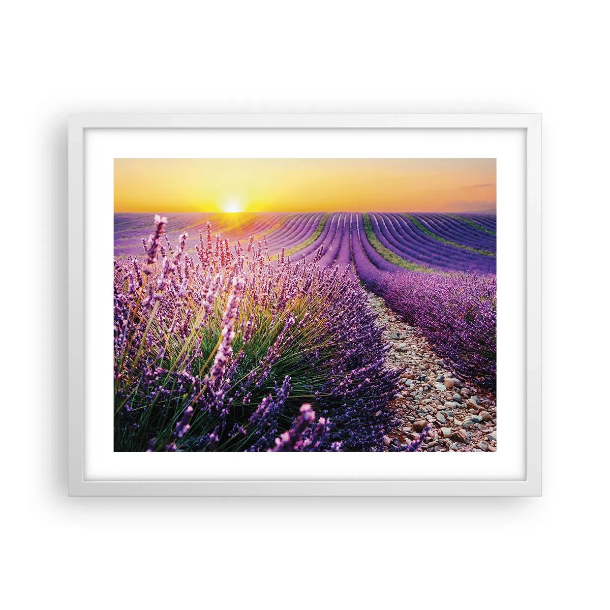 Póster en marco blanco - Pradera fragante - 50x40 cm