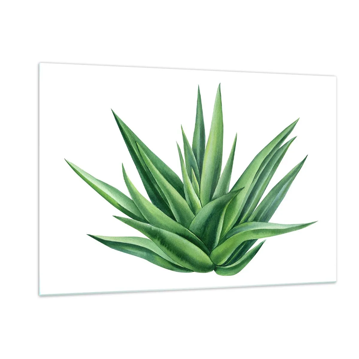 Cuadro sobre vidrio - Impresiones sobre Vidrio - Una planta verde con hojas carnosas sobre un fondo blanco. - 120x80cm - Verde - fuerza - vida - Decoración de pared moderna para salón y dormitorio ARTTOR